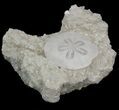 Fossil Sand Dollar (Scutella) - France #41364-2